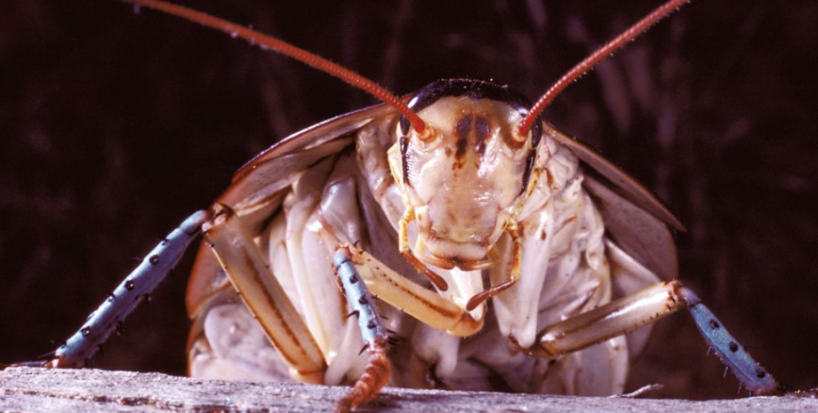 Ученые создали тараканов-киборгов, они могут быть полезны для человечества тараканы, тараканы киборги