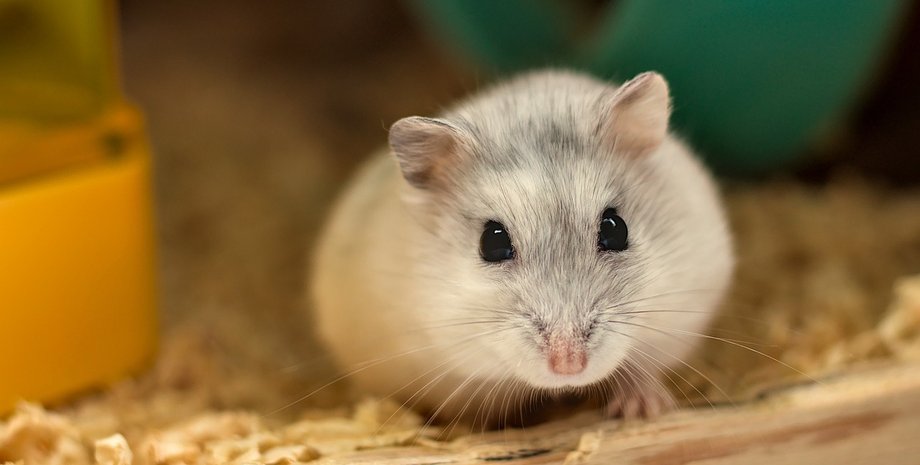 Хом'як, Херсон, Херсонська область, переселенці, війна в Україні, фото