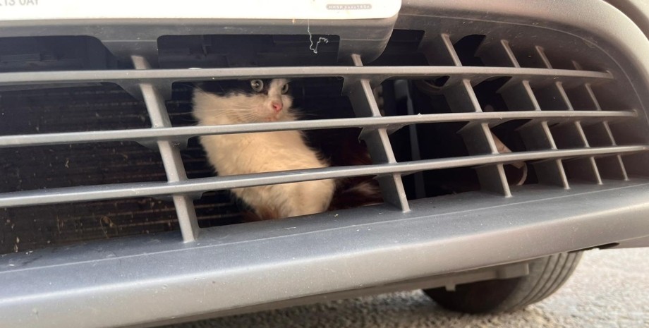 Кішка застрягла в радіаторі машини, кішка, зникла кішка, тварина, проїхала 800 км, застрягла в решітці радіатора, таксі
