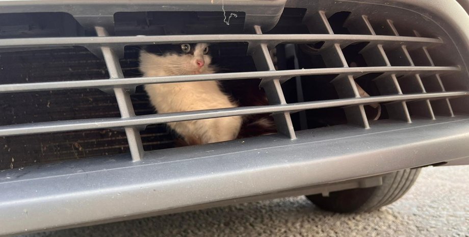 Кішка застрягла в радіаторі машини, кішка, зникла кішка, тварина, проїхала 800 км, застрягла в решітці радіатора, таксі