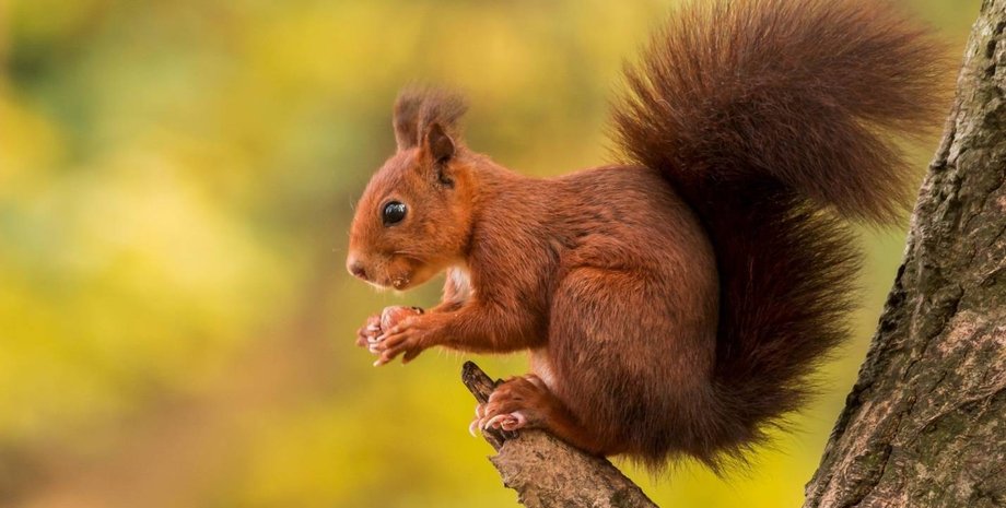 Белка, лес, орешек, белочка