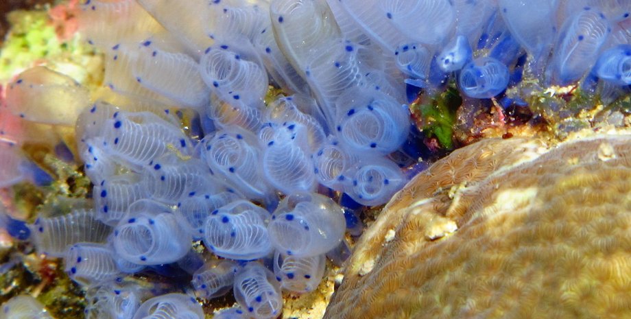 блакитні асцидії, вода, фото