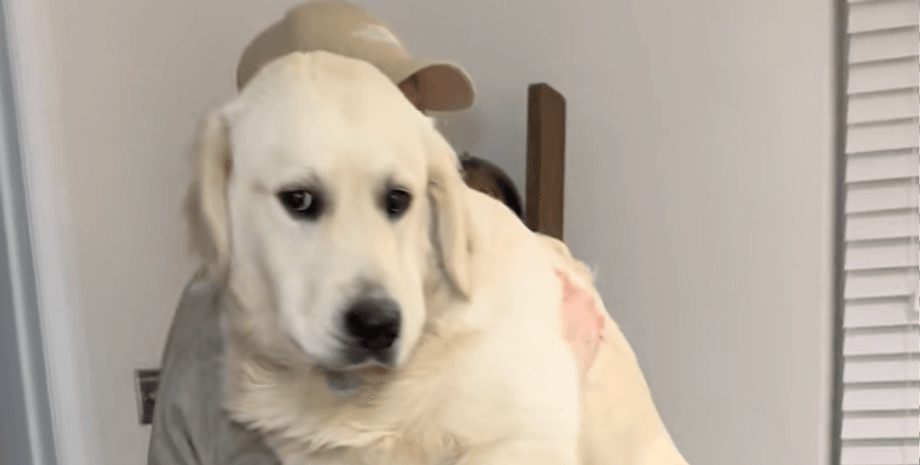 Господар тримає на руках велике 7-місячне цуценя золотистого ретривера, вага якого виявилася майже 39 кілограмів