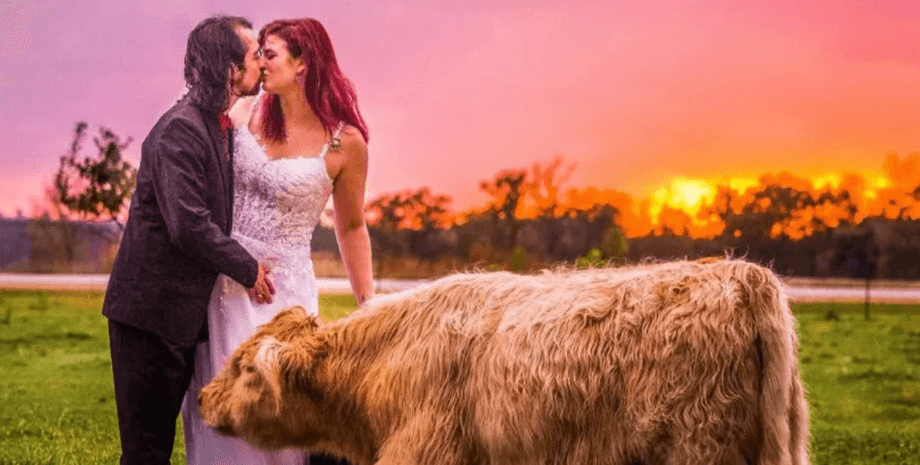 Молодожены позируют рядом с шотландской высокогорной коровой на закате во время свадьбы на ферме