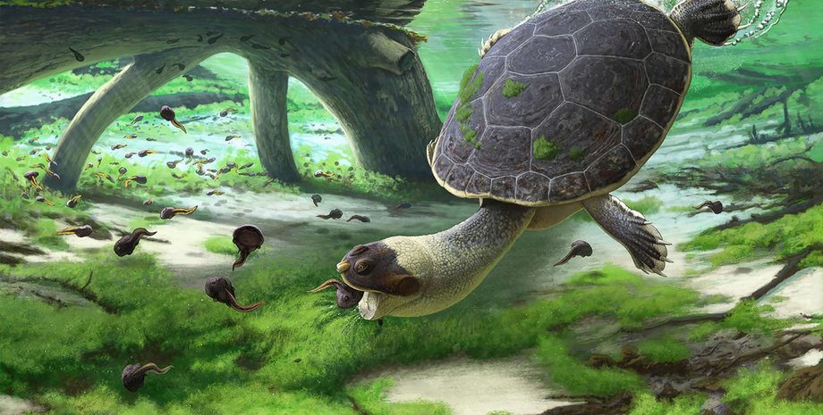 Клітини-остеоцити, прекрасно збереглися в скам'янілості черепахи, близької до черепахи Кемпе і Оливкової