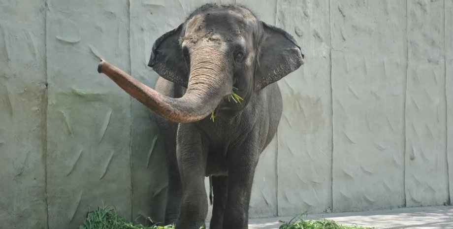 слон, слониха Мали