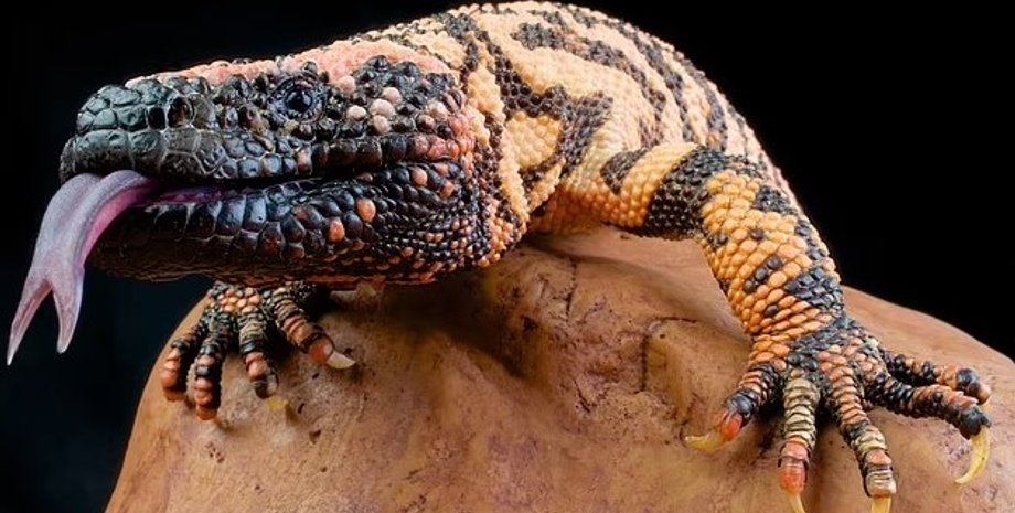 гіла-монстр, монстр хіла, отруйна ящірка