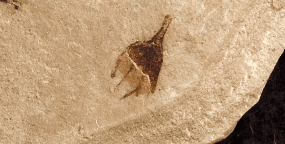 Окаменевшие растения, диверсификация растений, география планеты, эволюция, древний перец чили, Колорадо, происхождение растения, пасленовые, Capsiceae, Южная Америка