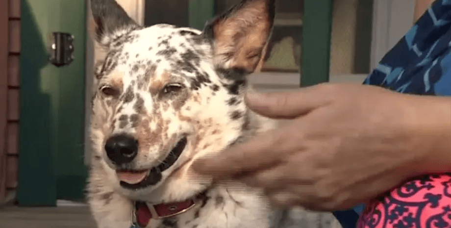 Собака, ведмідь, тварина, дика тварина, чорний ведмідь, ведмідь напав на собаку. жінка врятувала собаку, бійка з ведмедем