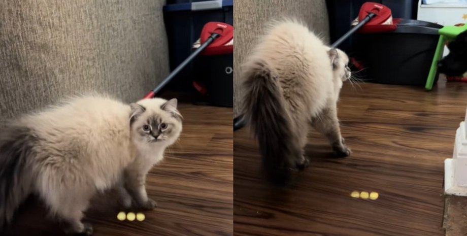 настороженный котенок реагирует на собаку