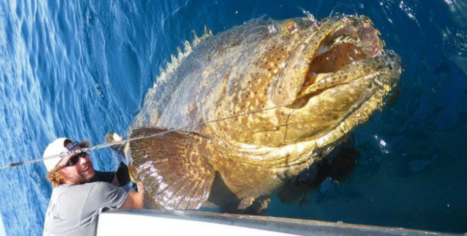 Морской голиаф, атлантический голиаф, морской окунь, хищная рыба, рыба, проглотила акулу, акула