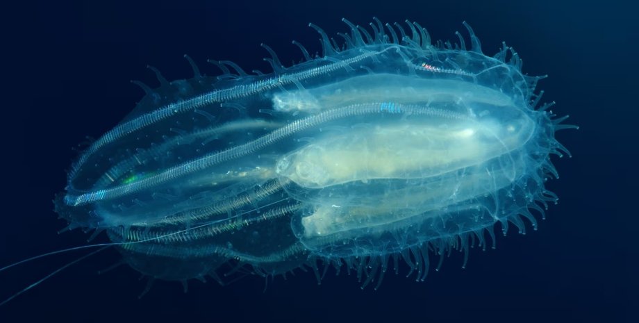 гребневик, морской орех