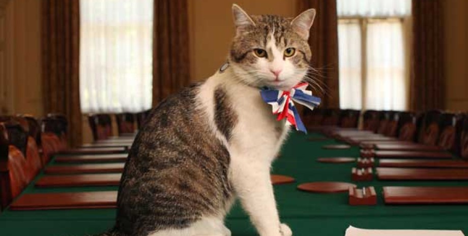 Кот Ларри Кот Ларри