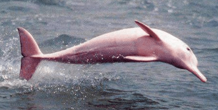 Розовый дельфин Пинки, розовый дельфин, дельфин, дельфин альбинос, редкий вид дельфинов, млекопитающие, море, рыбак