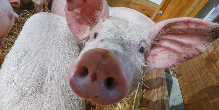 Фото из открытых источников