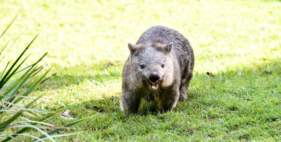 вомбат, скорость вомбата, вомбат скорость