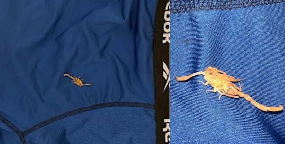 Скорпіон у трусах, скандал у готелі The Venetian, США, курйози, подорожі, приколи, фото