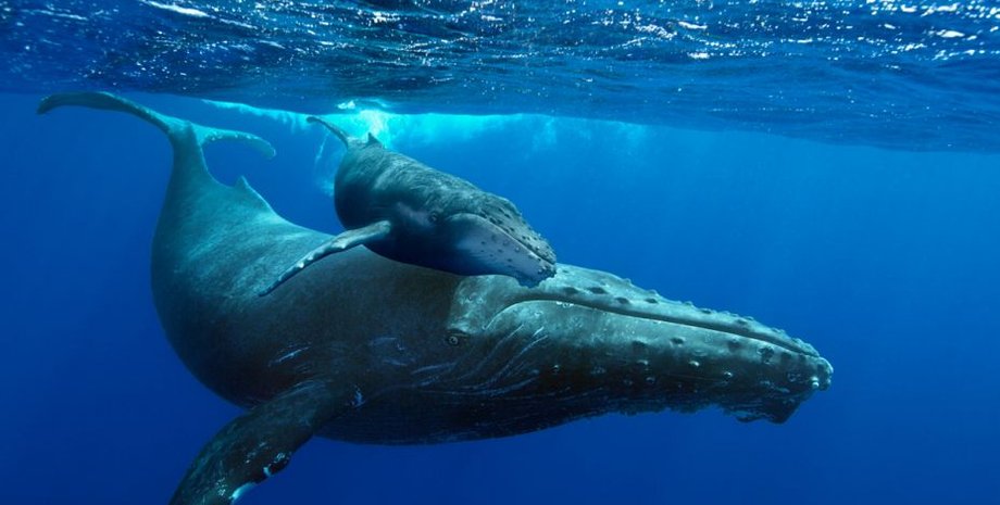 Фото: spiritwhalewatching.com.au