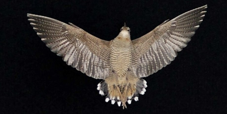 евразийский вальдшнеп