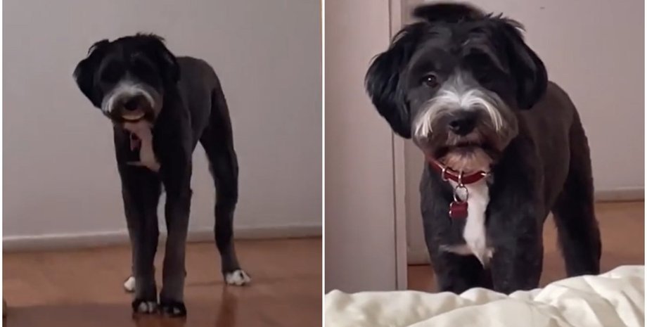 Собака вкрав зубні протези тещі, домашні улюбленці, смішні випадки з собаками, гумор, приколи, цікаві історії