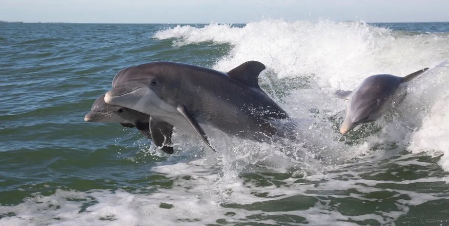 дельфины афалины