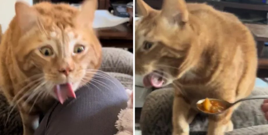 Кот пробует еду, звезда соцсетей, TikTok, кот по кличке Майло, кот блюет, кота тошнит, реакция на еду, кот-критик, рыжий кот, вирусное видео
