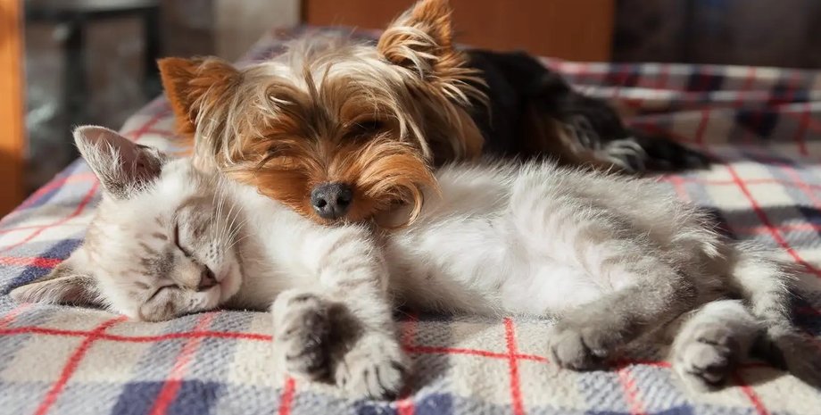 собаки, собаки общение, собаки и кошки