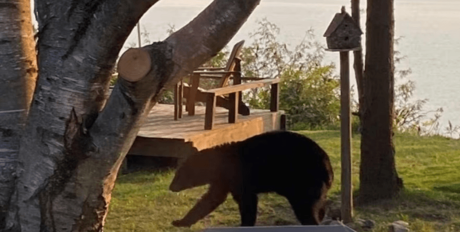 черный медведь