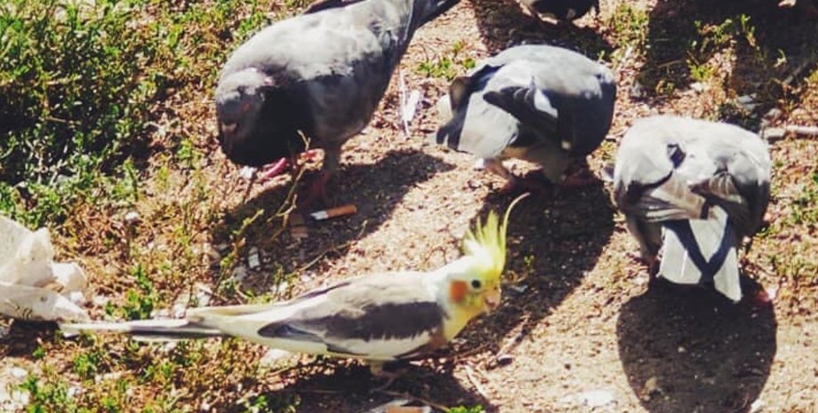 Фото: Facebook/mybirb