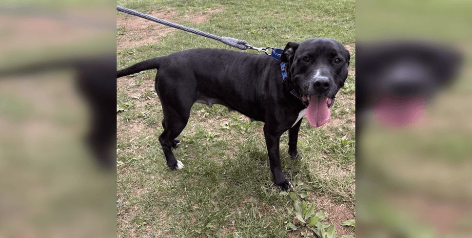 Собака з притулку врятувала чоловіка від нападу