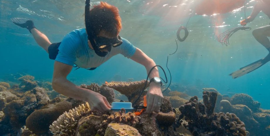 океан, коралловый риф