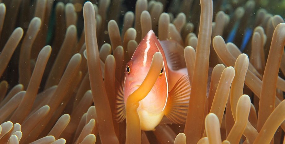 океан, морские виды