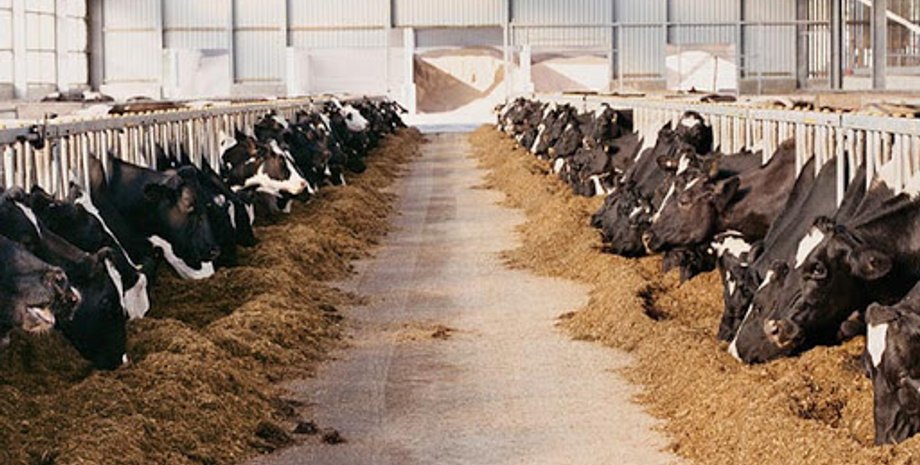 Фото: "Балашовер"