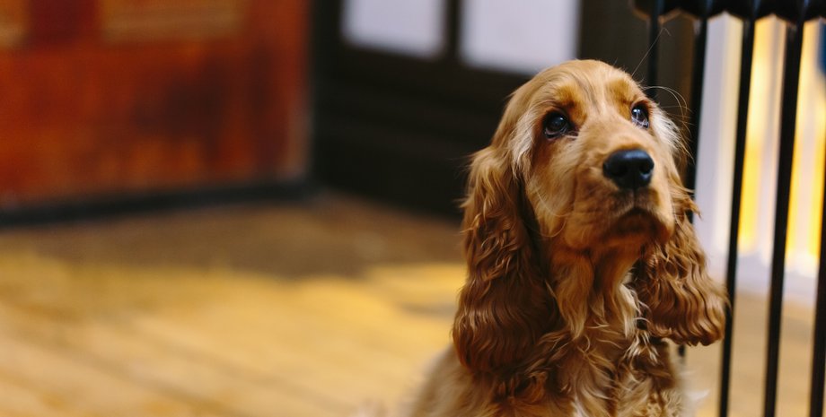 Кокер-спаниель, спаниель, собака, пес