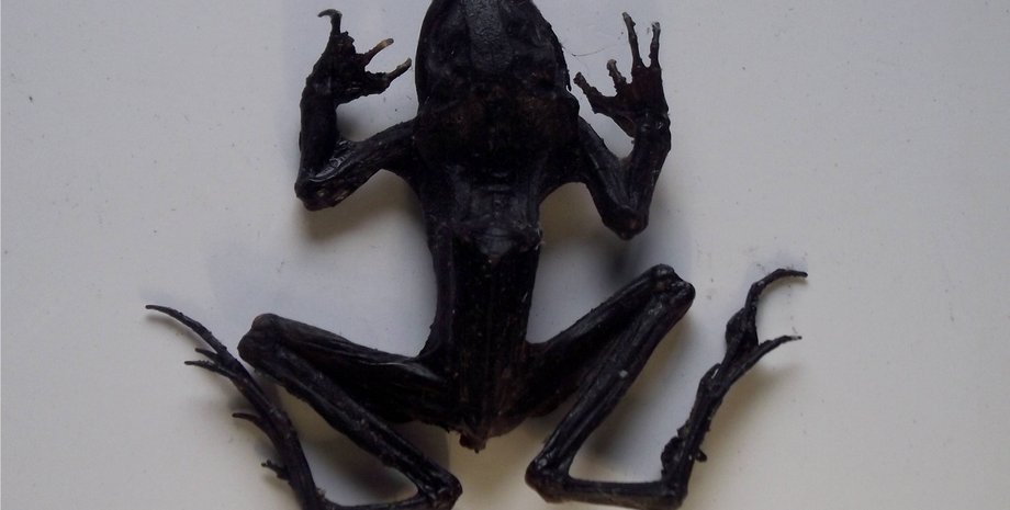 Древнеегипетские верования, Мумифицированные лягушки, Египетские боги, Символика лягушек, Древнеегипетские ритуалы, Египетские потусторонние практики, Мумии крокодилов, Археологические открытия, Египетские гробницы