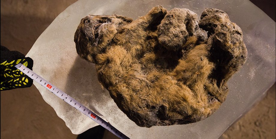 Фото: siberiantimes.com