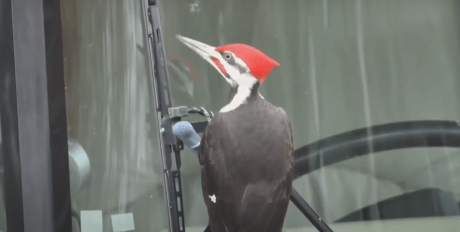 Дятел на автомобілі Дятел на автомобілі