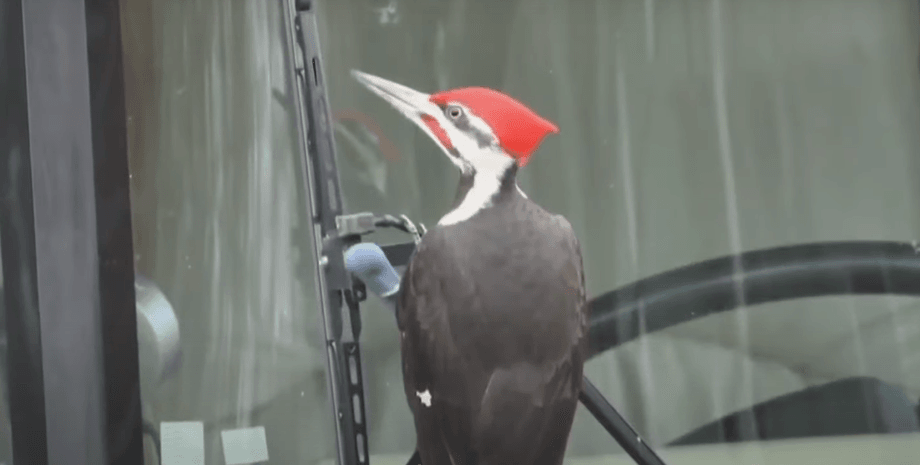 Дятел на автомобиле