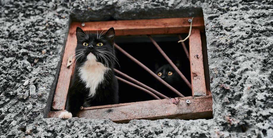 коты в подвале, защита домашних животных, наказание для живодеров,