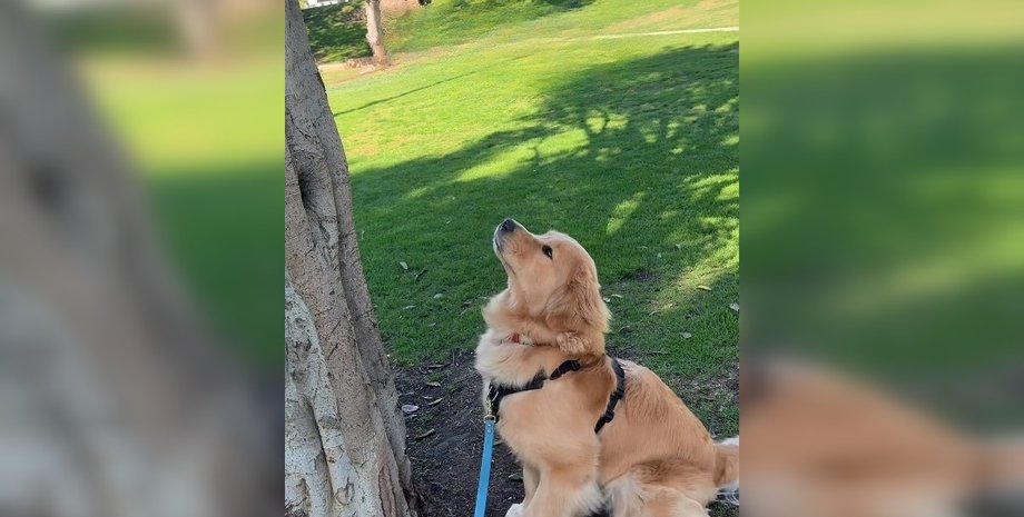 Золотистий ретривер, ретривер відео, ретривер історія, ретривер смішне відео, ретривер комічне відео, ретривер соцмережі, ретривер і дереве