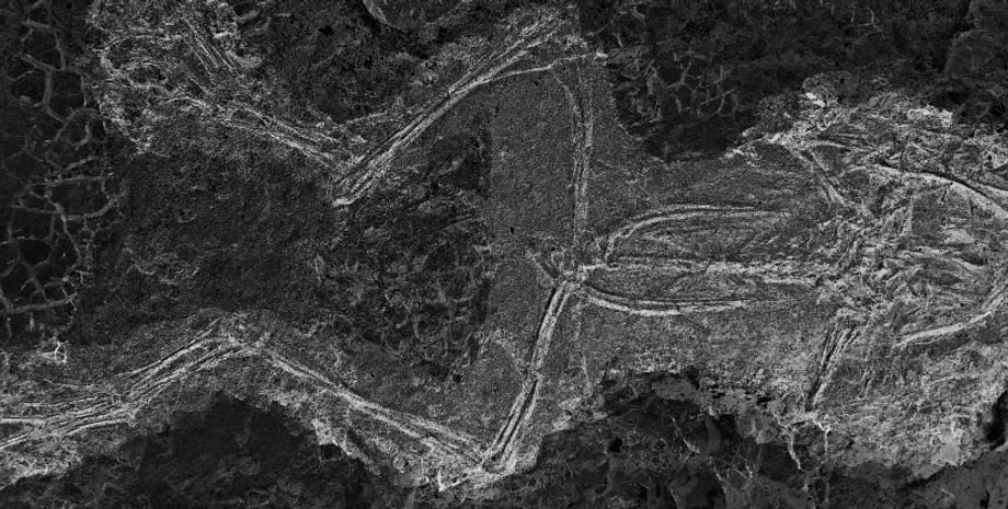 окаменелость, лягушка, фото