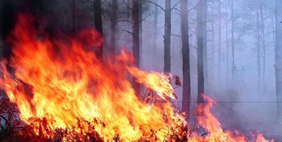 Фото: vnews.agency