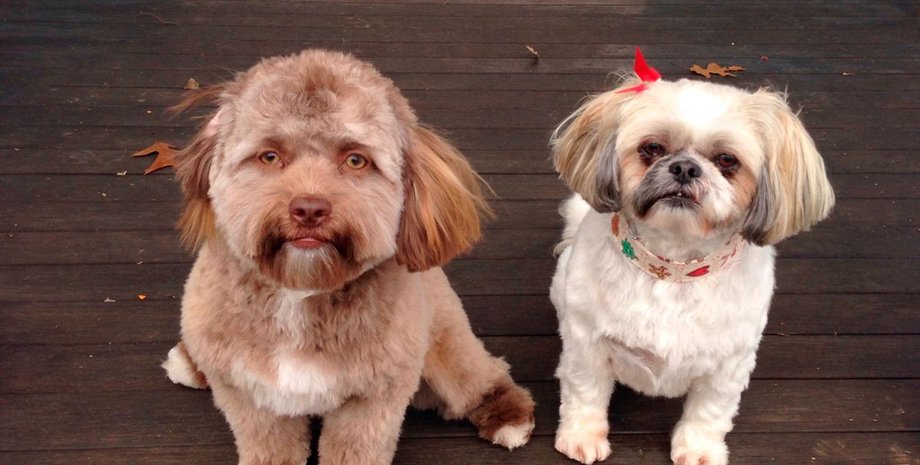 Собака с человеческим лицом, собака, вирусное фото, шипу, собака похожа на знаменитостей, человеческие глаза