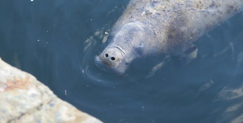 ламмантин, ламантин тико