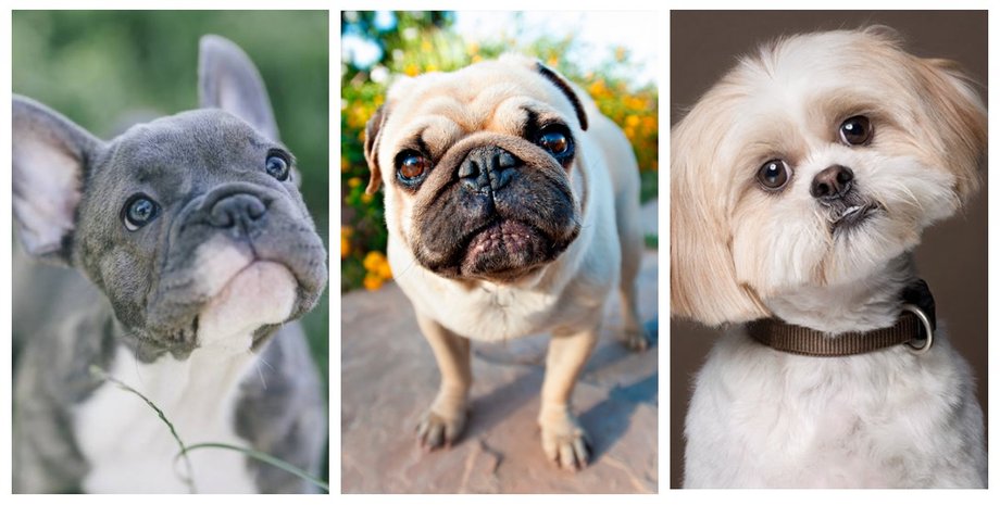 брахицефалы, мропс, бульдог, ши-тцу
