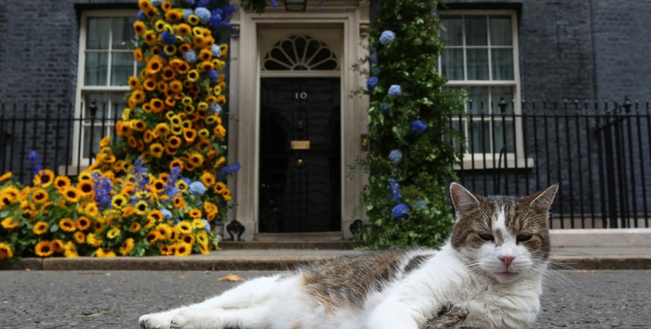 кот Ларри, кот, Даунинг-стрит, 10