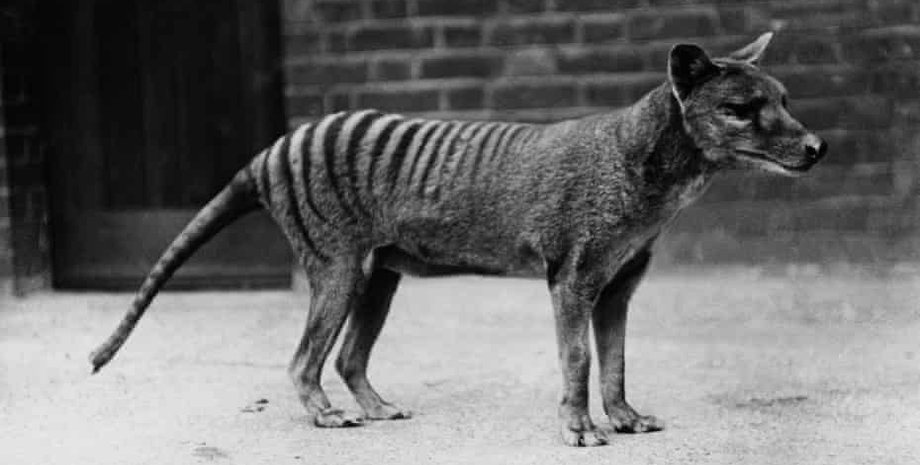 Тасманія, тілацин, сумчастий вовк, тасманийский вовк