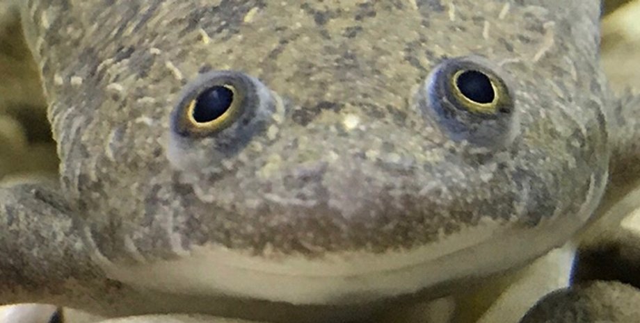 лягушка, когтистая лягушка