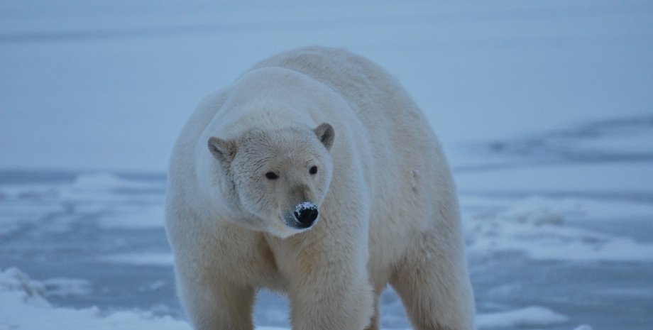 полярные медведи, Антарктида, изменение климата