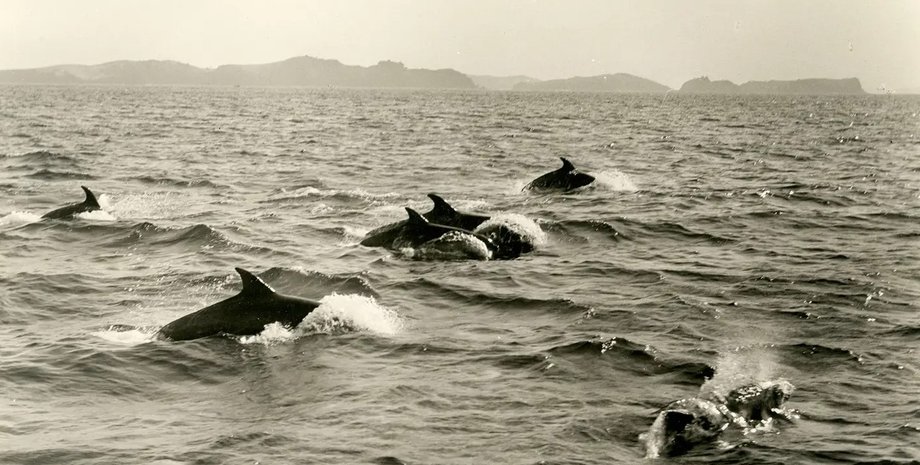 океан, китообразные, морские свиньи